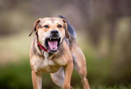 A reactive Hound mixed breed dog barking and baring its teeth