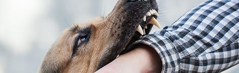 Dog Bites